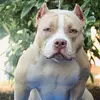 ronaldozanebully - @ronaldozanebully - TikTok