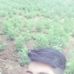 Ronaldo Reyes - Facebook