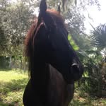 Ronan Bennett - @ronan_horse_tales - Instagram