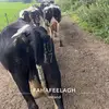 ronan_cunningham4 - @ronan_cunningham4 - TikTok