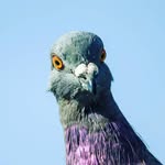 Ronan Gordon - @real_pigeon_ - Instagram