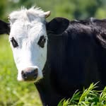 Vegan Farmsanctuary - @ronan.mcgrath123 - Instagram