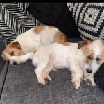 Ronan riley - @benandharrisdoggys - Instagram