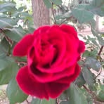 Rhonda Carpenter - Facebook