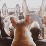 Ronda Carpenter Forsyth Strobel - @ronda_jo_strobel_ - Instagram