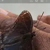 Rhonda Carson - @rhonda.carson8 - TikTok