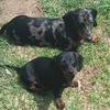 Rhonda Foreman Blanchard - @rhondaforemanblan - TikTok