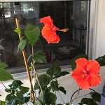 Rhonda Harmon - @belong2me4 - Instagram