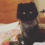 Ronda Wilson-Harmon - @lolasgnomes - Instagram