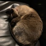 Ronda Harrison - @meowmixmeow834 - Instagram