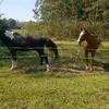 Rhonda Manning - @horselife20201 - TikTok