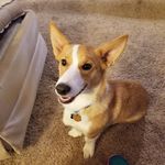 Ronda Meyer - @tacticaltango - Instagram