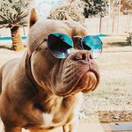 ℝ𝕆ℕ𝔻𝔸 ℝ𝕆𝕐ℂ𝔼 - @rondaroyce_bully - Instagram