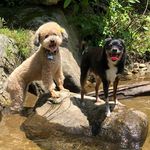 Benson And Ronnie - @benson_ronnie_adventures - Instagram