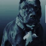 Ronnie Benson - @ronnibenson385 - Instagram