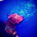 Ronnie Brown - @xlbully.hershey.aka.mr.brown - Instagram