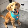 Adventures of Ronnie - @ronniethecockerspaniel - TikTok