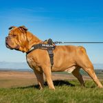 💙 Ronnie 💙 - @ronnie_olde_english_bulldog - Instagram