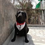 Ronnie Dutt 🇮🇳 - @ronnie_english_labrador - Instagram