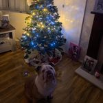 Ronnie - @ronnie_english.bulldog - Instagram