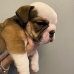 Ronnie - @ronnie_english_bulldog_81 - Instagram