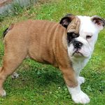 Ronnie - @ronnie_english_bulldog_ - Instagram