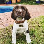 Ronnie - @ronnie_englishspringer - Instagram