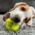 Ronnie - @ronnie_the_english_pointer - Instagram