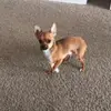 Ronniemegennis - @bigron28 - TikTok