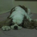 Lovely Virds - @ronniegary40 - Instagram