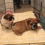 Ronnie & George - @ronnieandgeorge - Instagram