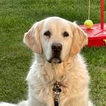 ♥︎🅁🄾🄽🄽🄸🄴♥︎ - @ronnie._.goldenretriever - Instagram