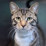 Ronnie Gold - @urbanfurvor - Instagram