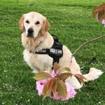 Ronnie Golden  Retriever🐾❤️ - @ronniegoldenretriever - Instagram