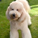 Ronnie - @ronnie__goldendoodle - Instagram