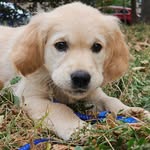 Ronnie - @ronnie_golden_retriever - Instagram