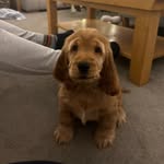 Ronnie - @ronnie_goldenshowcocker - Instagram