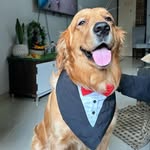 Ronnie🦮 - @ronnie_goldentails - Instagram