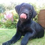 Ronnie Harrison - @ronnie_the_wonderdog - Instagram