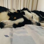 Ronnie & Joy - @i_border_ronniejoy - Instagram