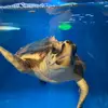 Ronniekiser - @mike.honcho.09 - TikTok