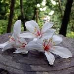 Ronnie Lin - @ronnie.lin.10 - Instagram