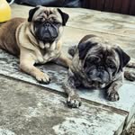 Ronnie & Logan - @the_pug_brothersx2 - Instagram