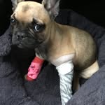 Ronnie Mabel - @ronnieandmabel - Instagram