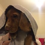 Ronnie Mcleod - @ronnie_thedog19 - Instagram