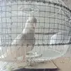 Ronnie Miranda - @ronnie.miranda96 - TikTok