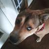 Roni Mosley - @doglover40004 - TikTok