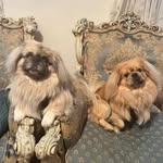 @ronniereggiepeekinese - Instagram