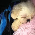 Ronnie Reneda Plummer - @pup_ronnie_ - Instagram