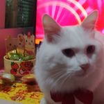 ROnnie Poon - @ronnie.poon.71 - Instagram
